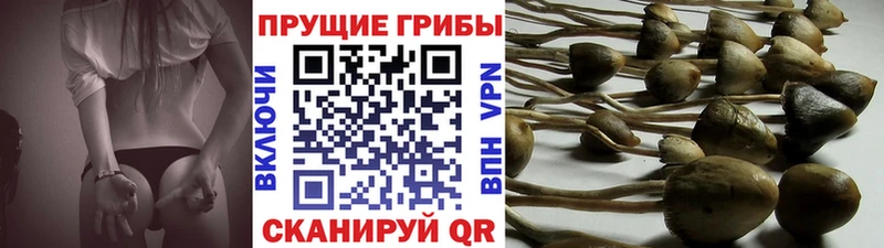 Псилоцибиновые грибы Psilocybine cubensis  blacksprut   Тамбов 
